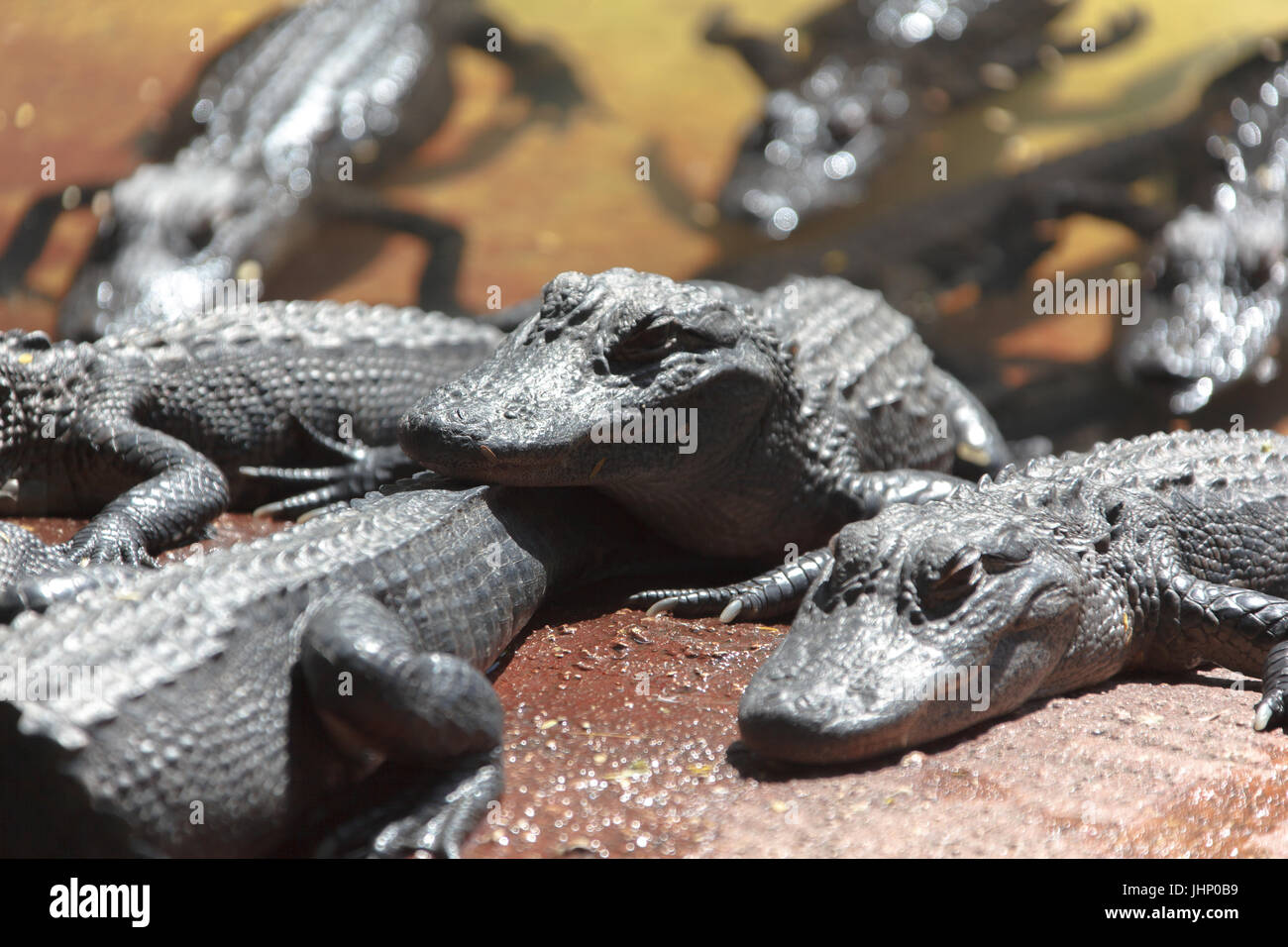 Florida, USA,  Everglades, Aligators, crocodiles and birds, fishing Stock Photo