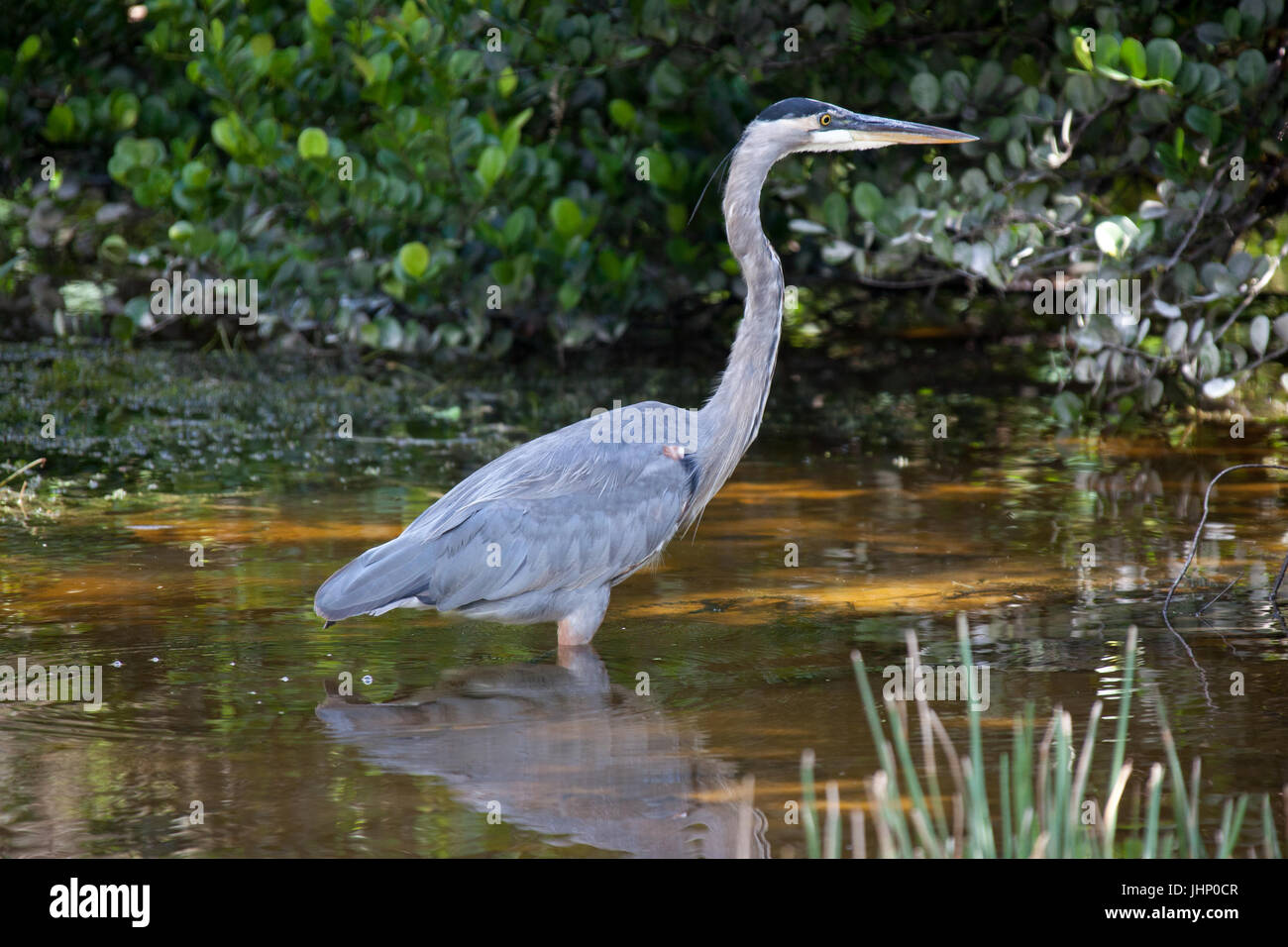 Florida, USA,  Everglades, Aligators, crocodiles and birds, fishing Stock Photo