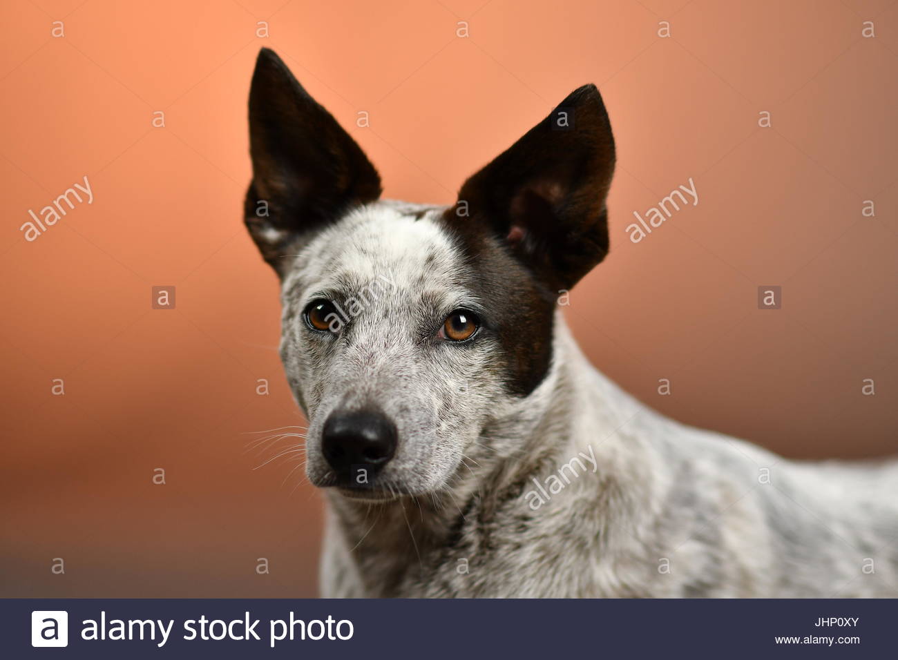 Cattle Dog Mix High Resolution Stock Photography And Images Alamy