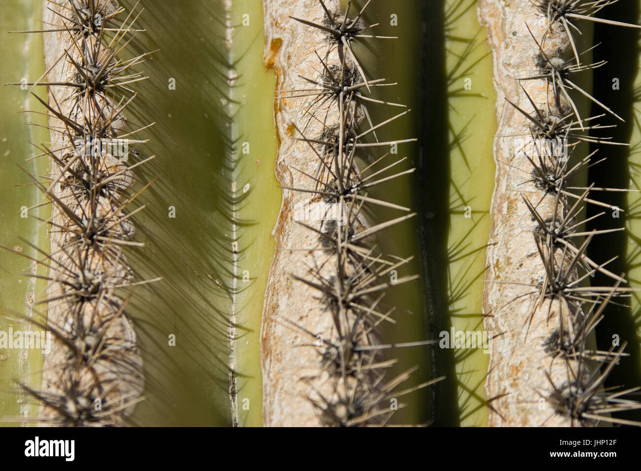 Phenix Arizona, USA, 2017, cactus plants with animals Stock Photo Alamy