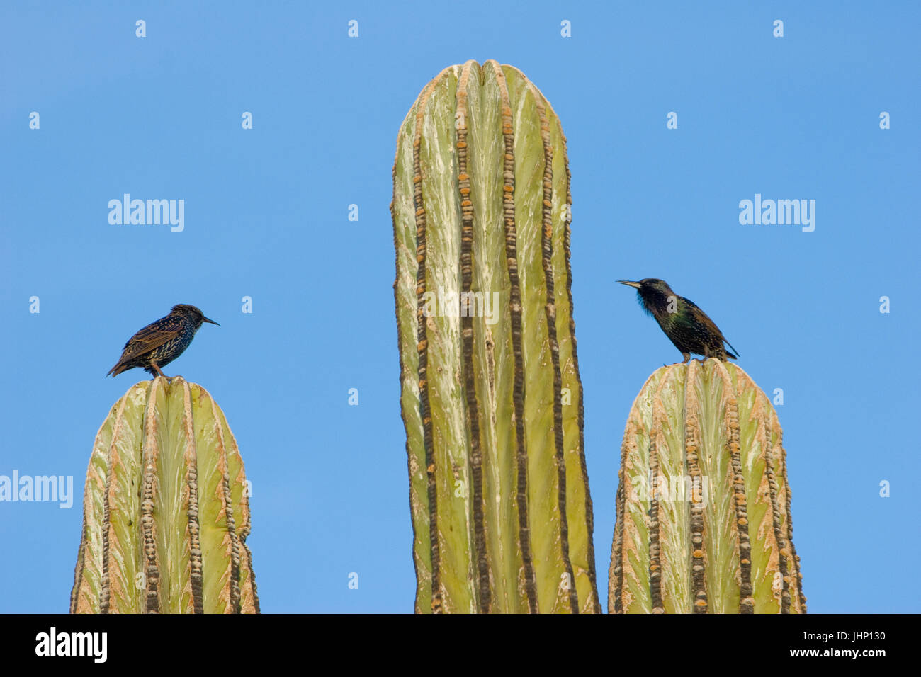 Phenix Arizona, USA, 2017, cactus plants with animals Stock Photo Alamy