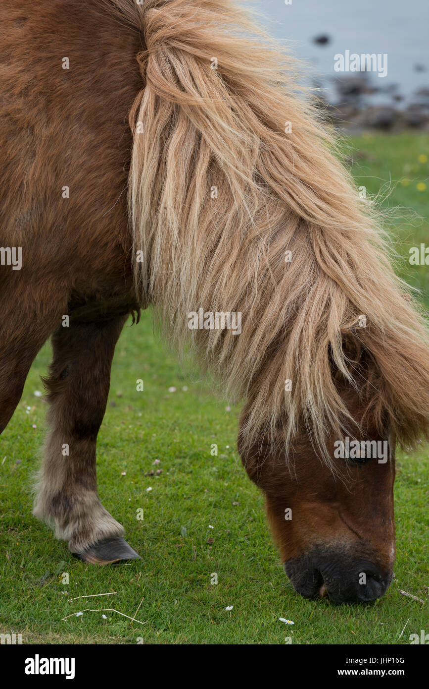 Shetland Ponies Grazing Stock Photo