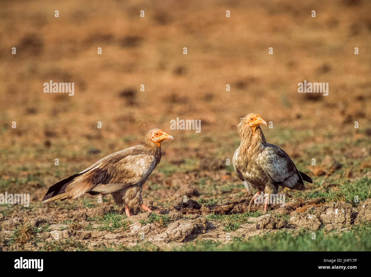adult Egyptian Vulture or White Scavenger vulture, (Neophron percnopterus), Bharatpur, Rajasthan, India Stock Photo