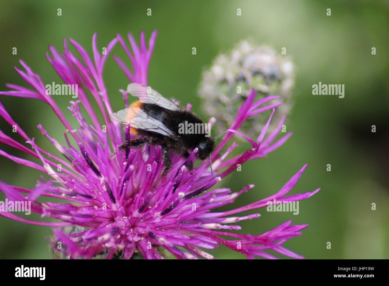 Red tailed bumblebee on flower Stock Photo