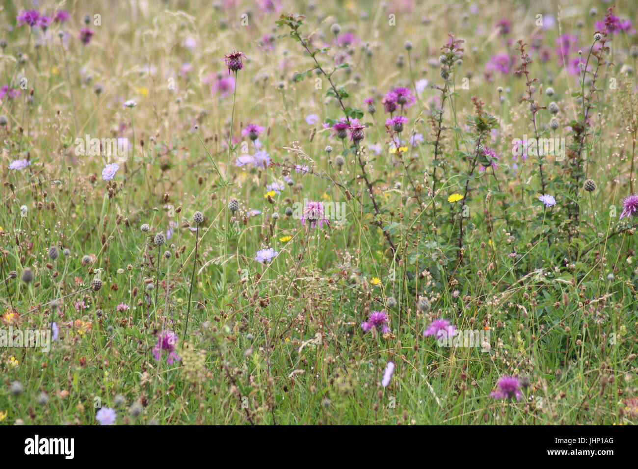 Pretty wildflowers hi-res stock photography and images - Alamy