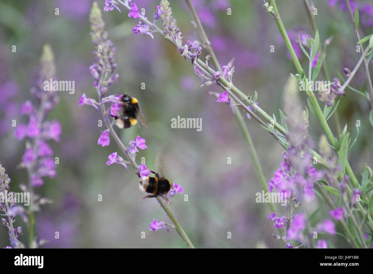 Bees on lavender Stock Photo