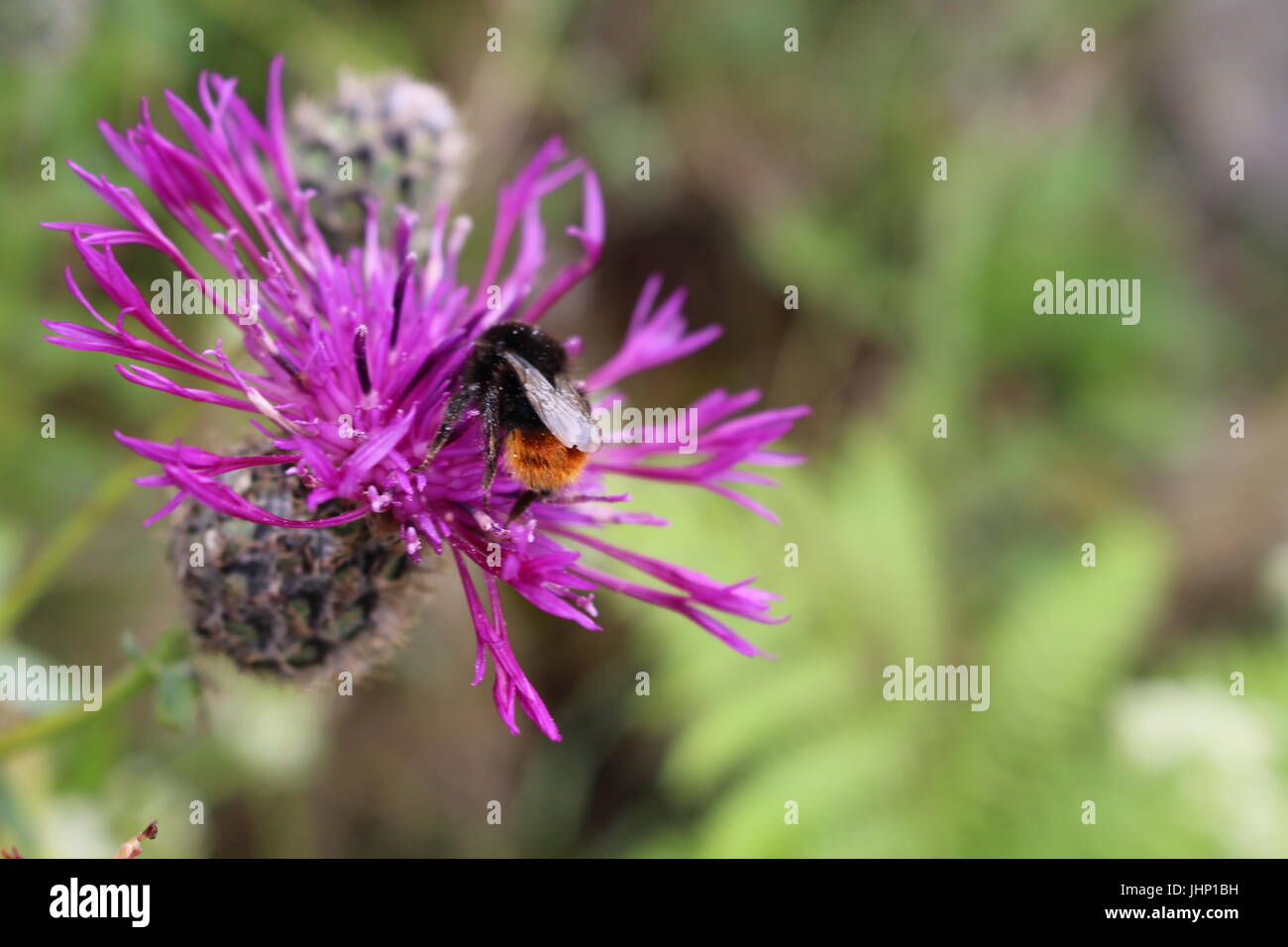 Red tailed bumblebee on flower Stock Photo