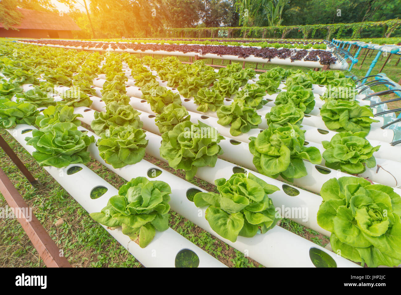 Organic hydroponic vegetable in the cultivation farm Stock Photo Alamy