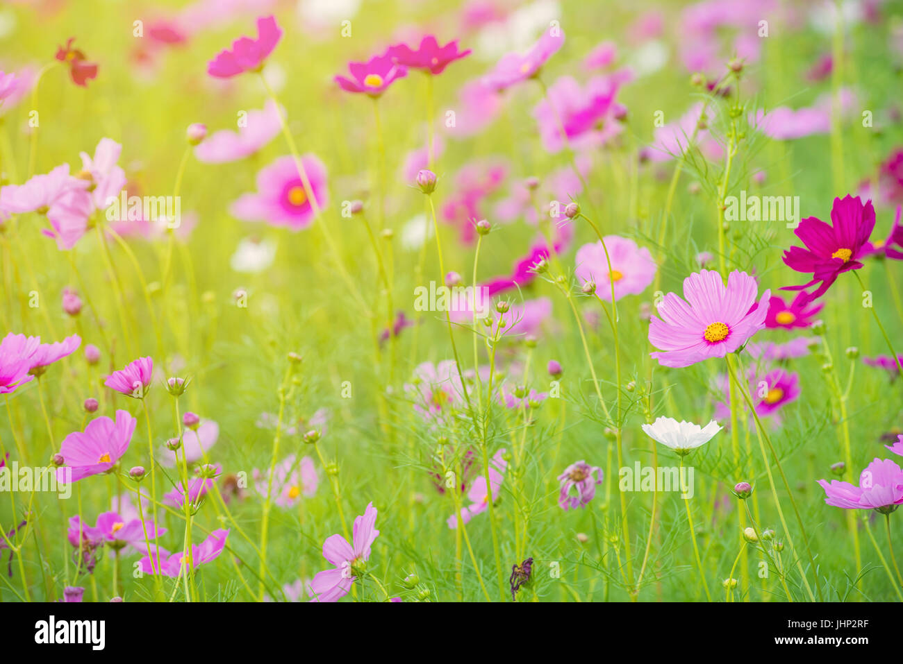 Beautiful cosmos flower garden farm hi-res stock photography and images ...