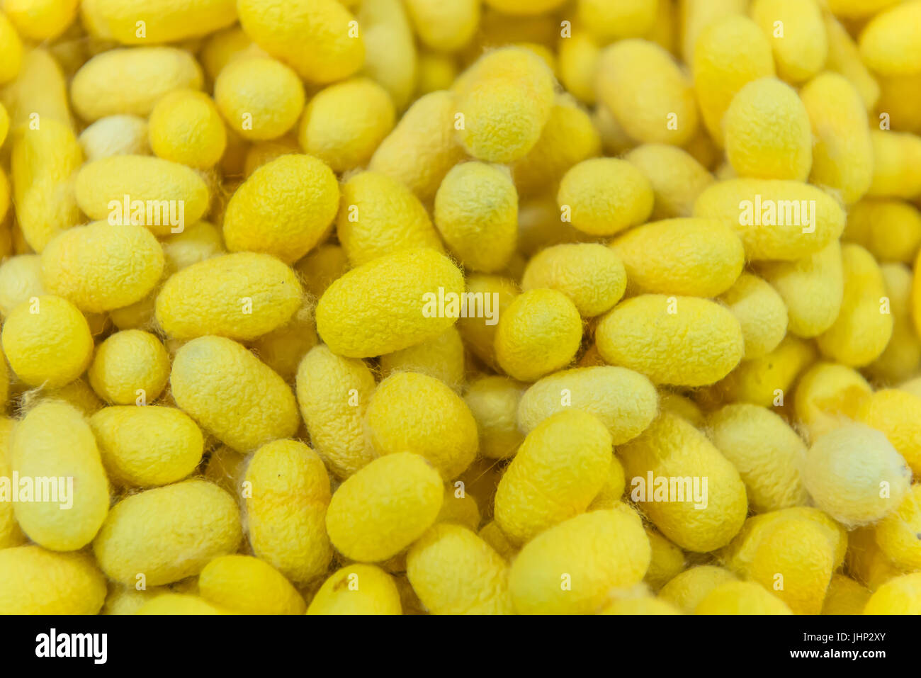 yellow silkworm cocoons shell. This is a source of silk thread and silk fabric. Stock Photo