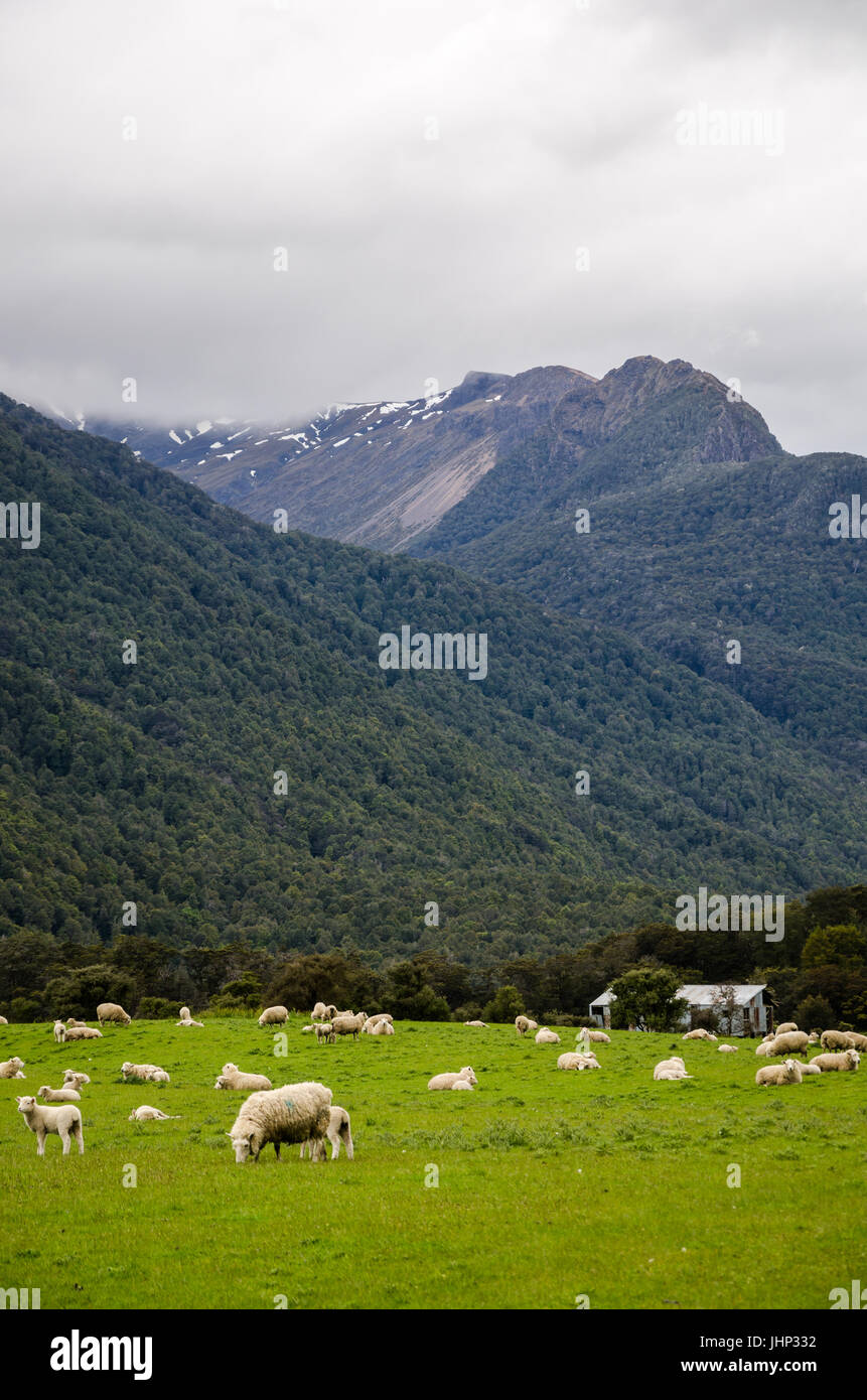 Scenic Drive Through South Island, New Zealand Stock Photo - Alamy