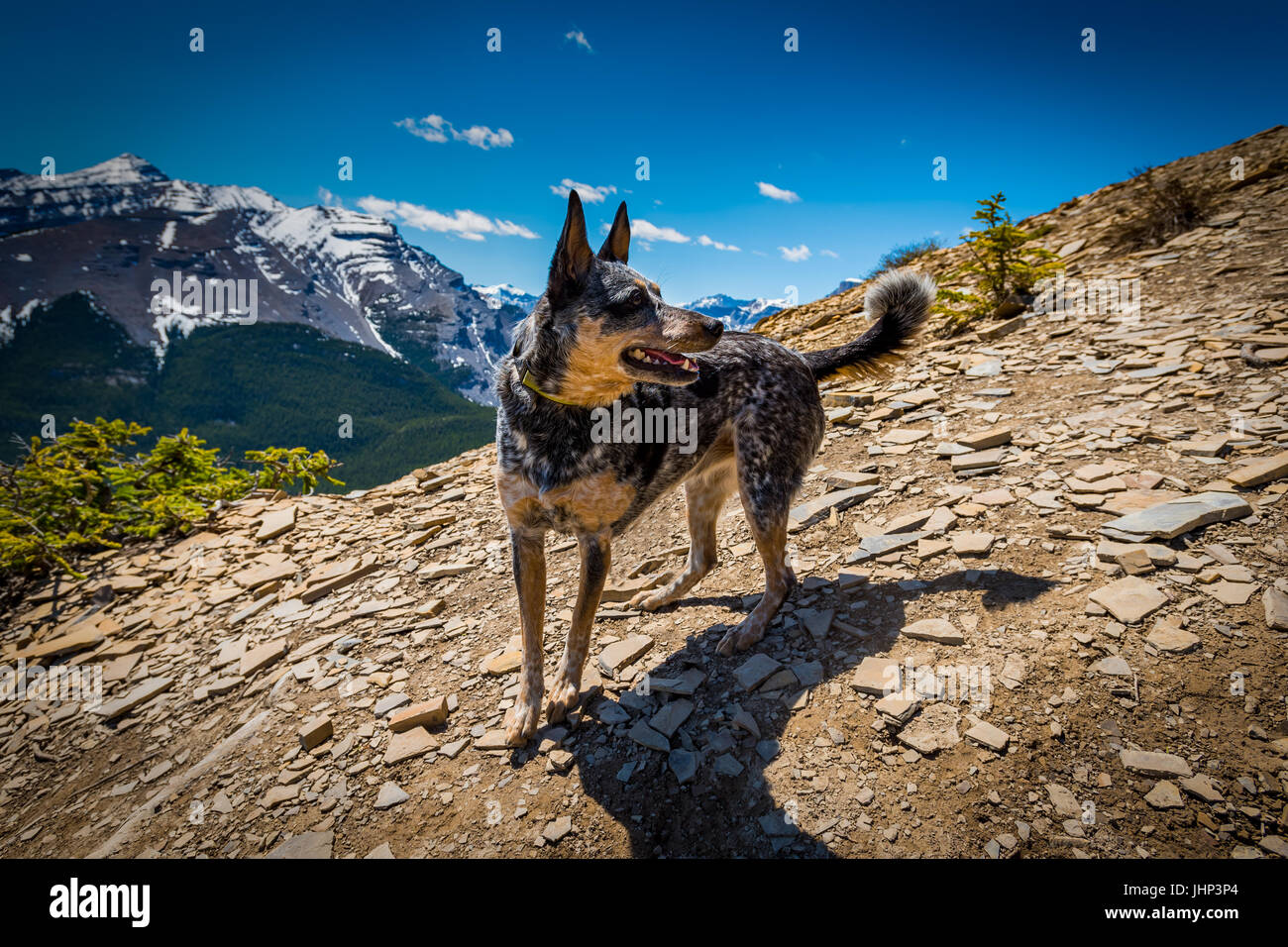 Blue Heeler dog hiking in the Canadian Rocky Mountains, Nihahi Ridge Stock  Photo - Alamy