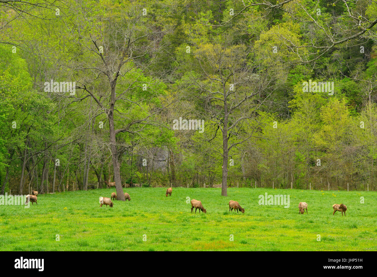 Boxley Valley elk herd (Cervus elaphus), Buffalo National River, Arkansas, USA Stock Photo