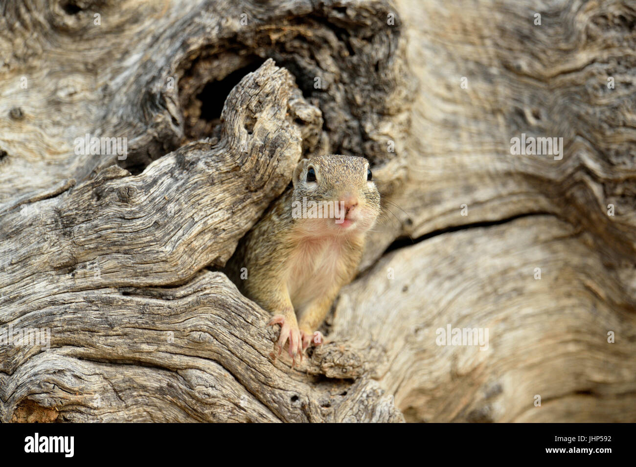 Mexican ground squirrel (Ictidomys mexicanus) (Spermophilus mexicanus), Rio Grande City, Texas, USA Stock Photo