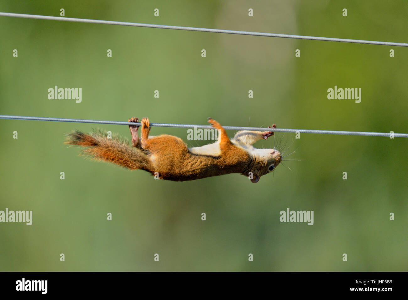 Red squirrel (Tamiasciurus hudsonicus) climbing along clothesline to bird feeder , Greater Sudbury,  Ontario, Canada Stock Photo