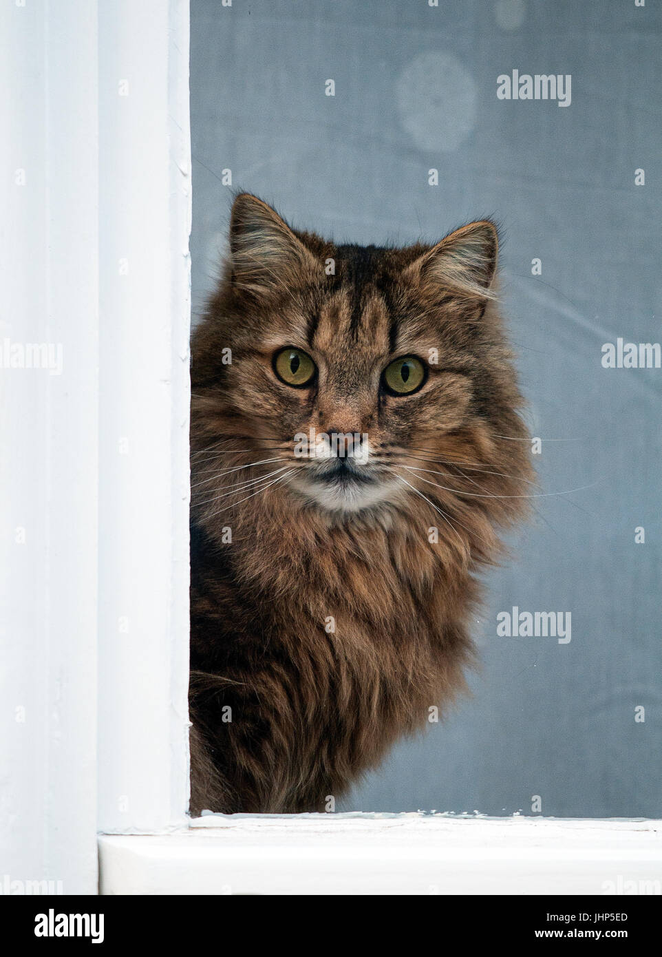 Cat looking out of a window Stock Photo