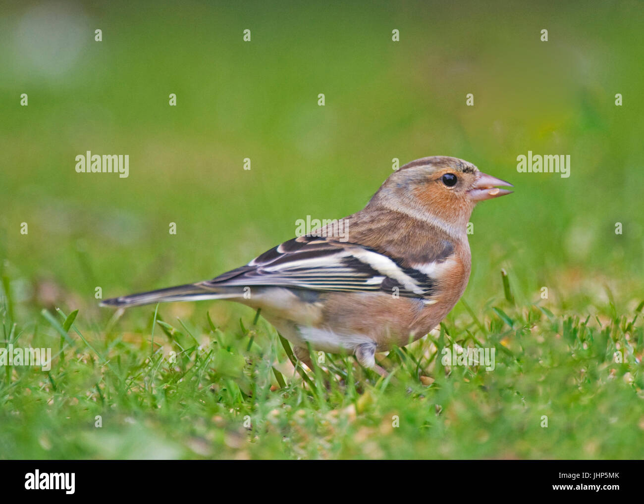 Scottish wild birds hi-res stock photography and images - Alamy