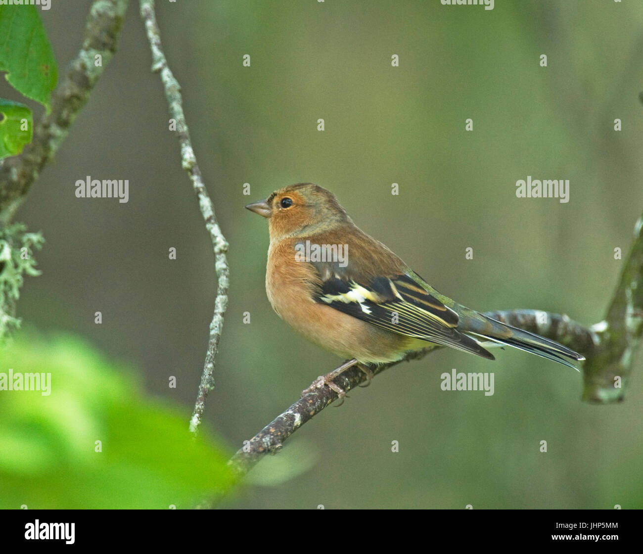 My Image 32