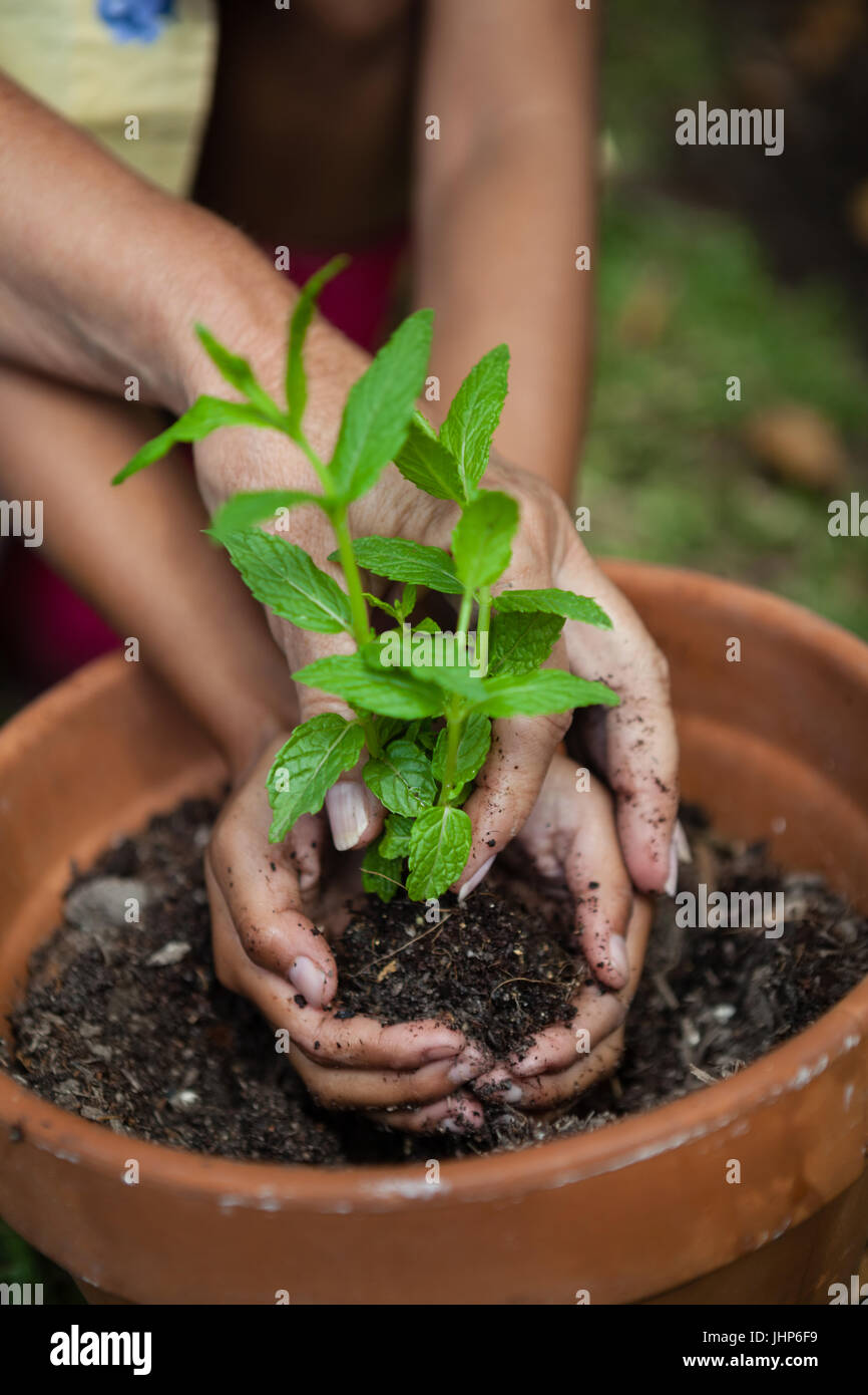 Cropped hands of girl and grandmother planting seedling in pot at backyard Stock Photo
