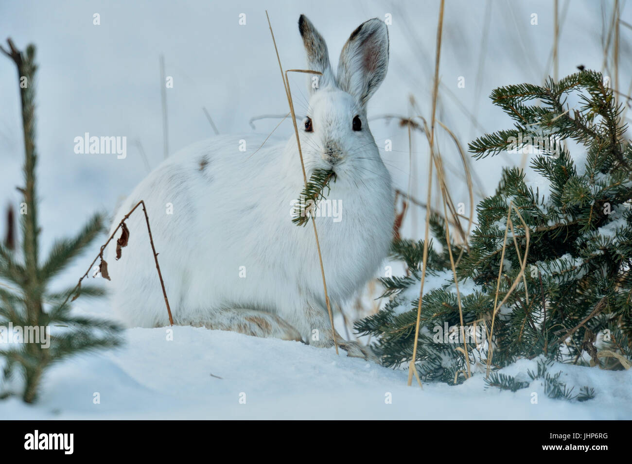 Varying/snowshoe hare (Lepus americanus) Winter pelage. Resting