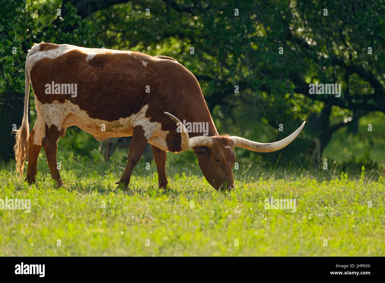 Texas long-horn cattle in a pasture. Willow City, Texas, USA Stock Photo