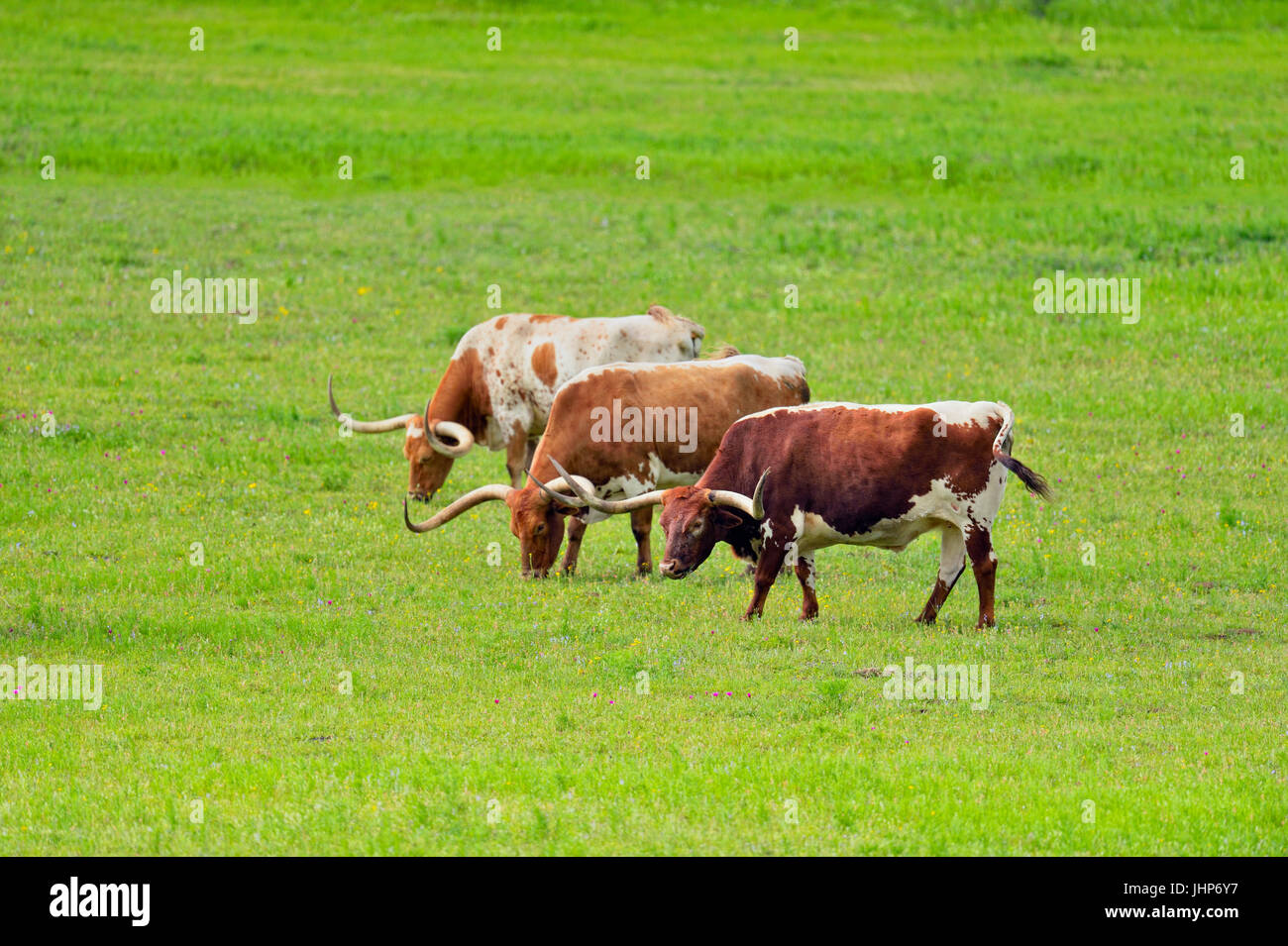 Texas long-horn cattle in a pasture. Willow City, Texas, USA Stock Photo