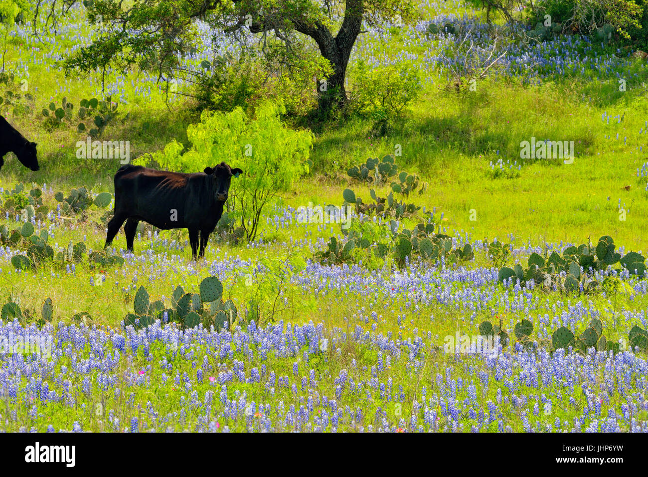 Cattle walking home through bluebonnets along Hwy 71. Llano County, Texas, USA Stock Photo