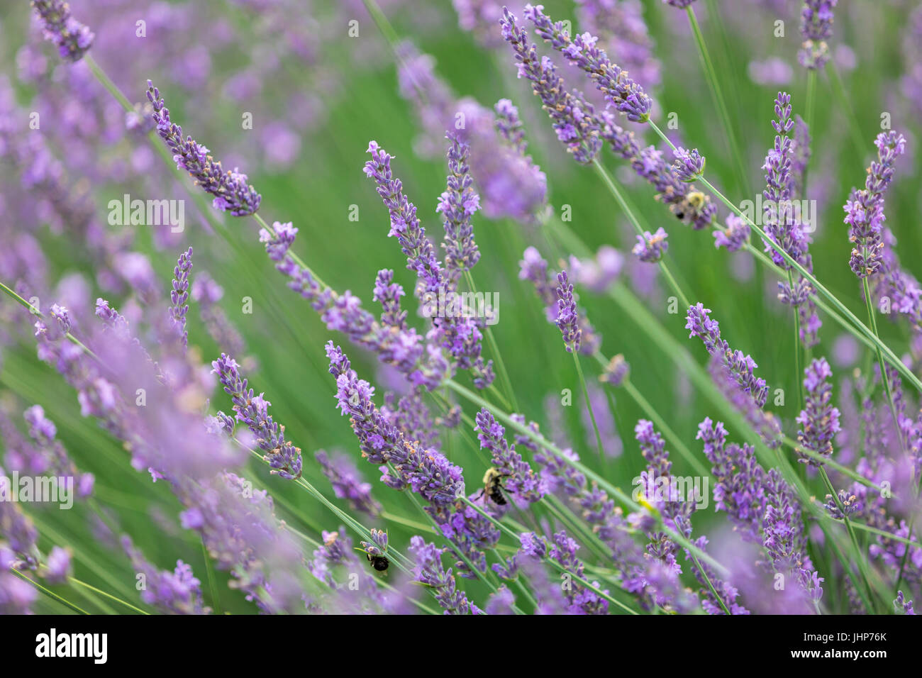 detail image of lavender with bees on a farm in Sag Harbor, ny Stock Photo
