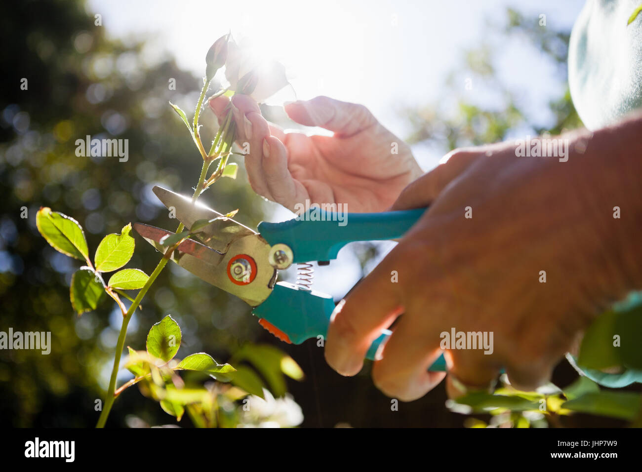 Close-up of senior woman cutting flower stem with pruning shears at backyard Stock Photo