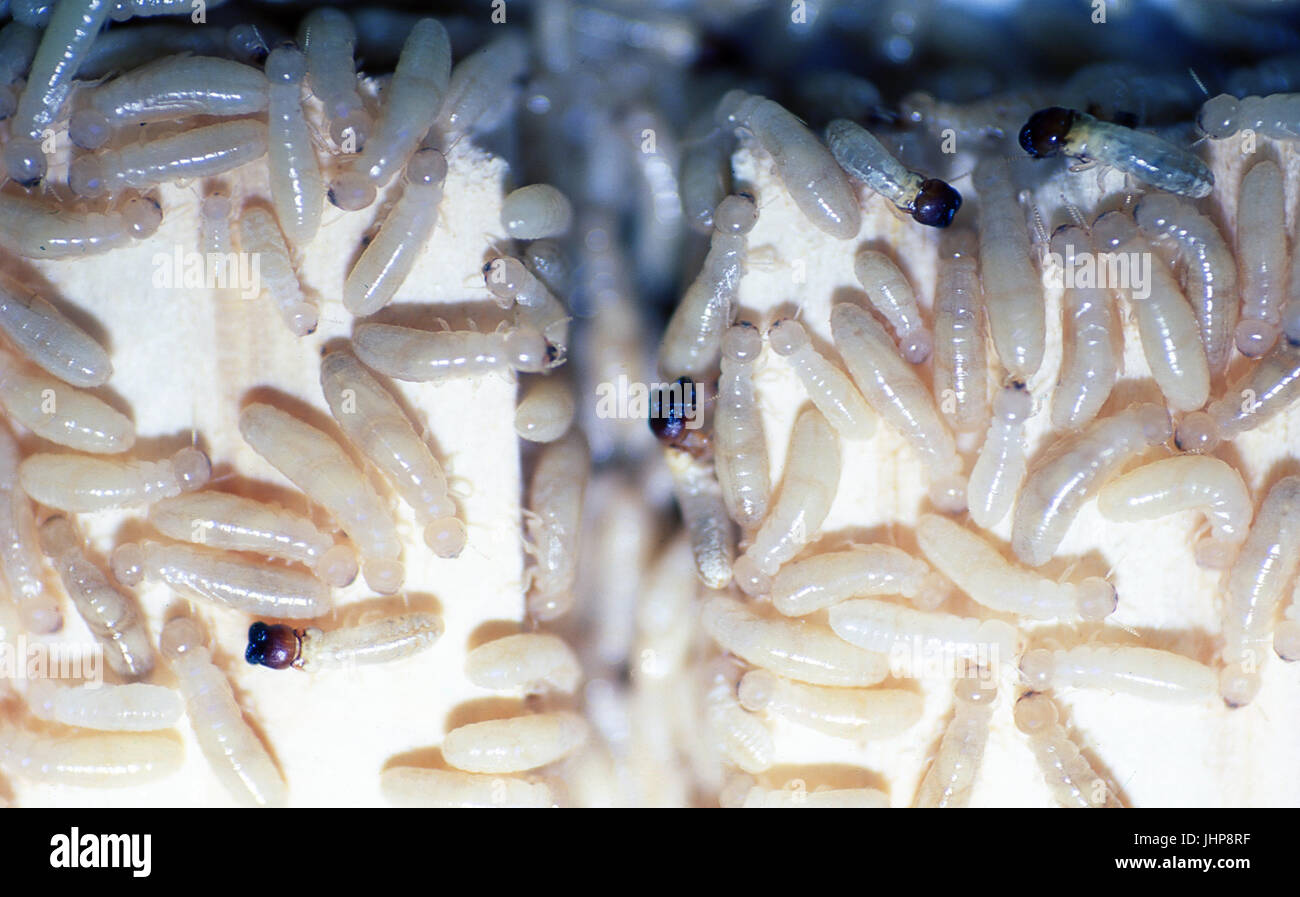 Termites; subterranean; humid habitat Stock Photo
