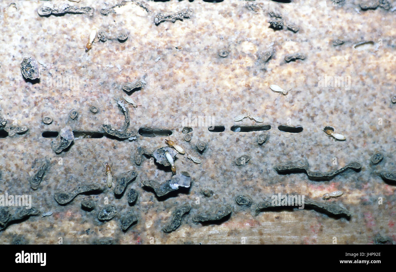Underground termites; humid habitat Stock Photo