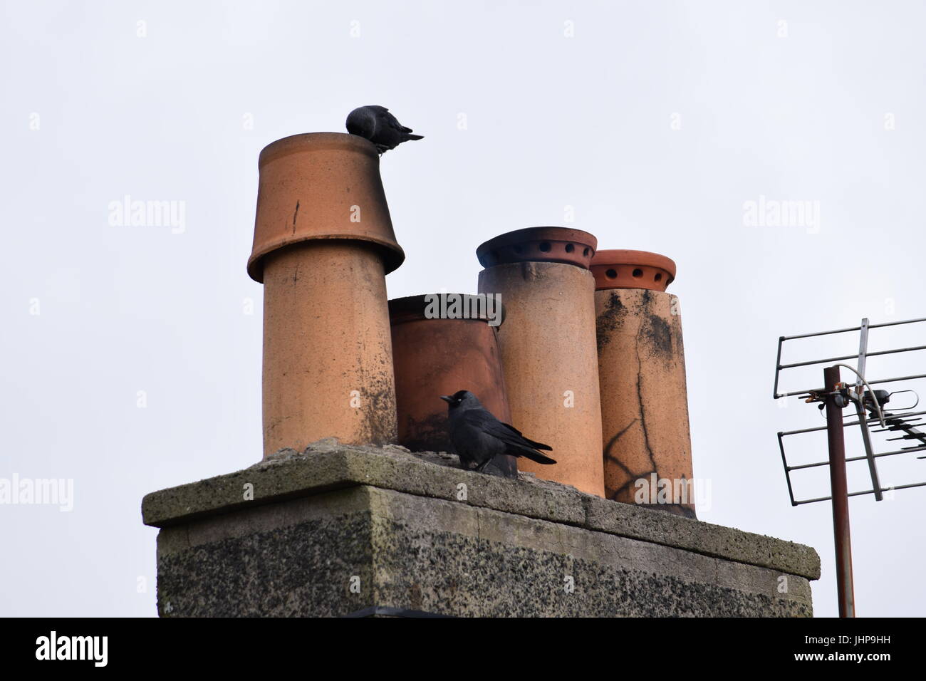 Crows at a chimney Stock Photo - Alamy