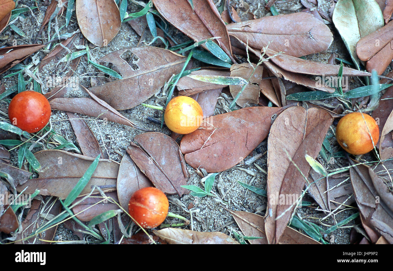 Maçaranduba; typical fruit; Imbassai; Pousada ruta do sol; Bahia; Brazil Stock Photo
