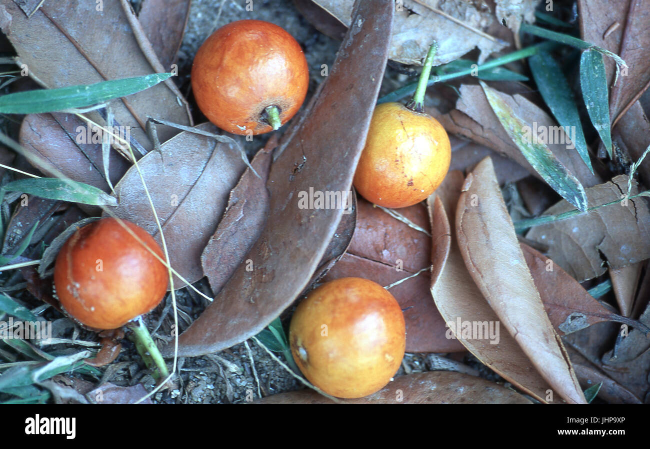 Maçaranduba; typical fruit; Imbassai; Bahia; Brazil Stock Photo