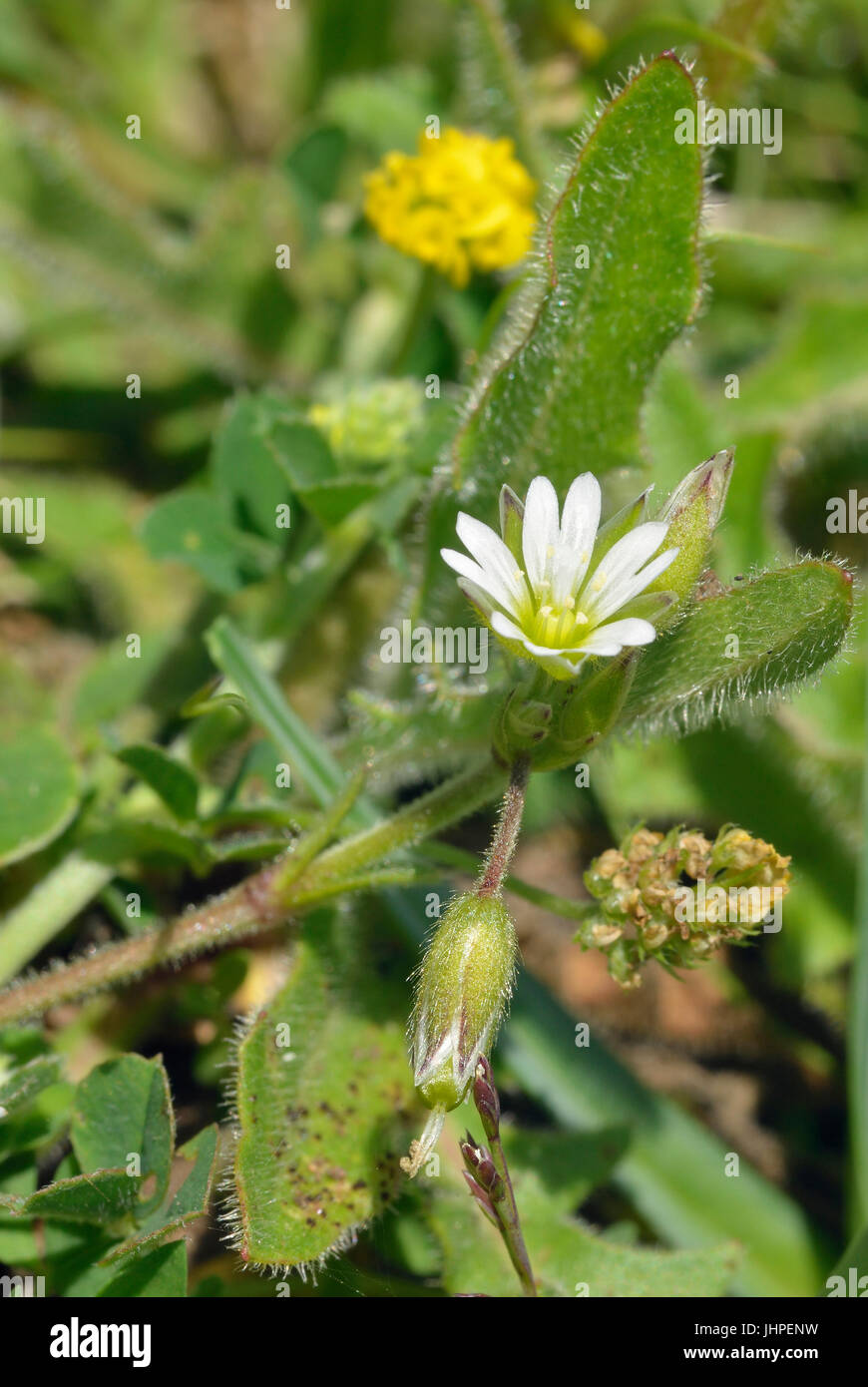 Common Mouse-ear - Cerastium fontanum Flower, buds and capsule with Black Medick - Medicago lupulina Stock Photo