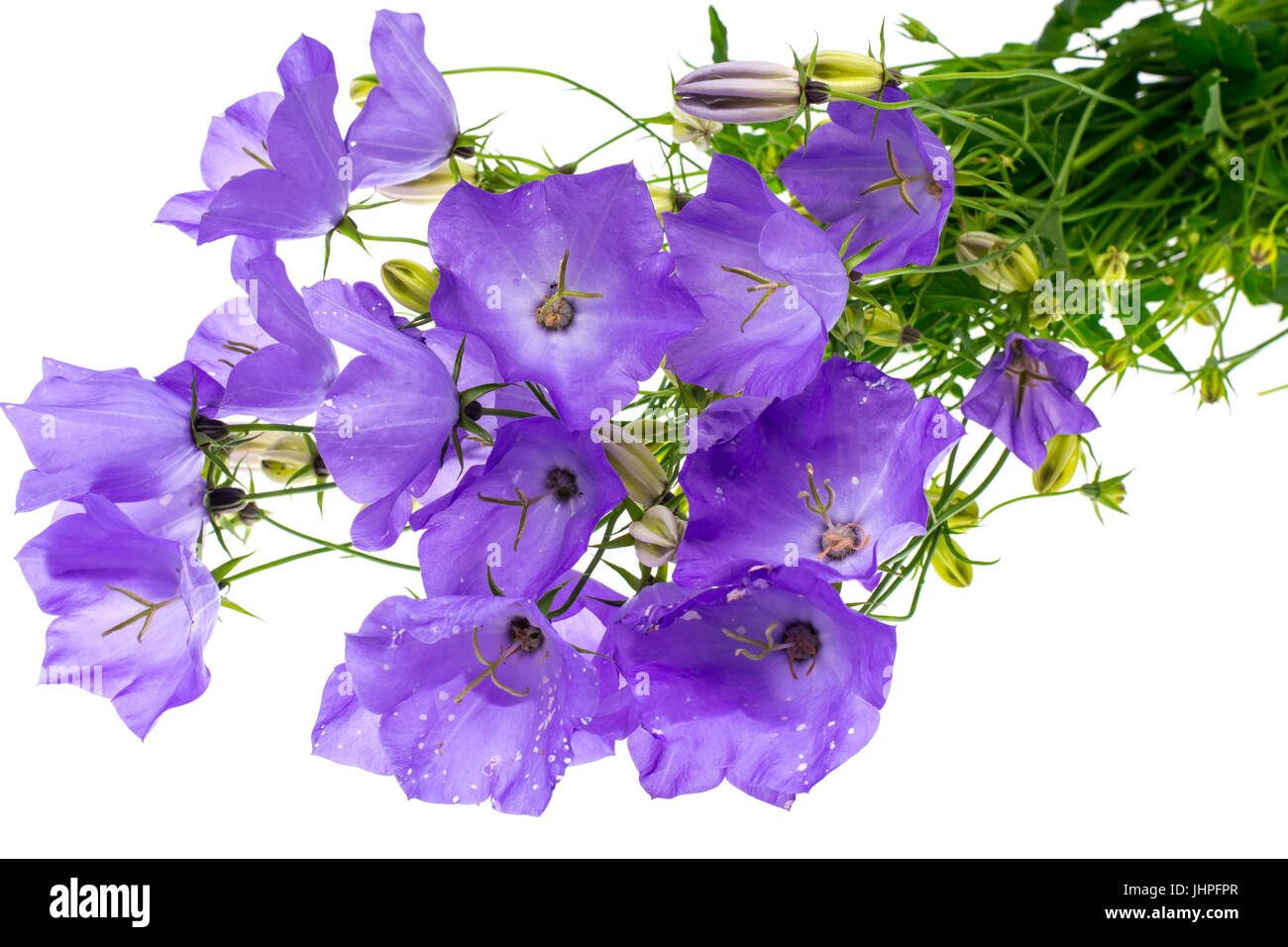 Blue wild flowers bells on white background. Studio Photo Stock Photo