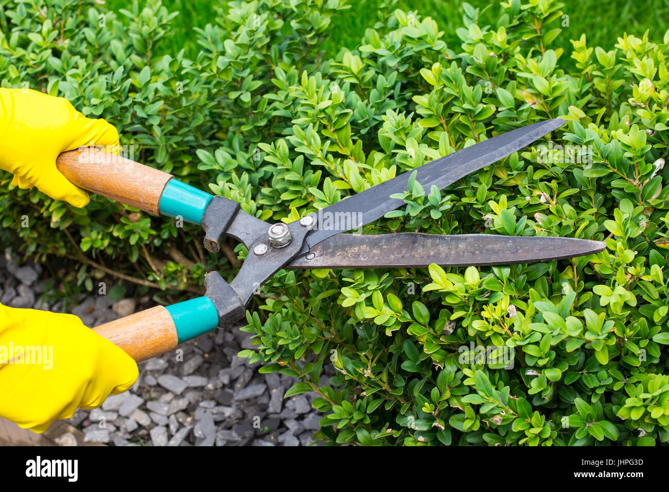 Landscape design. Hand with scissors, cutting of bushes. Studio Photo