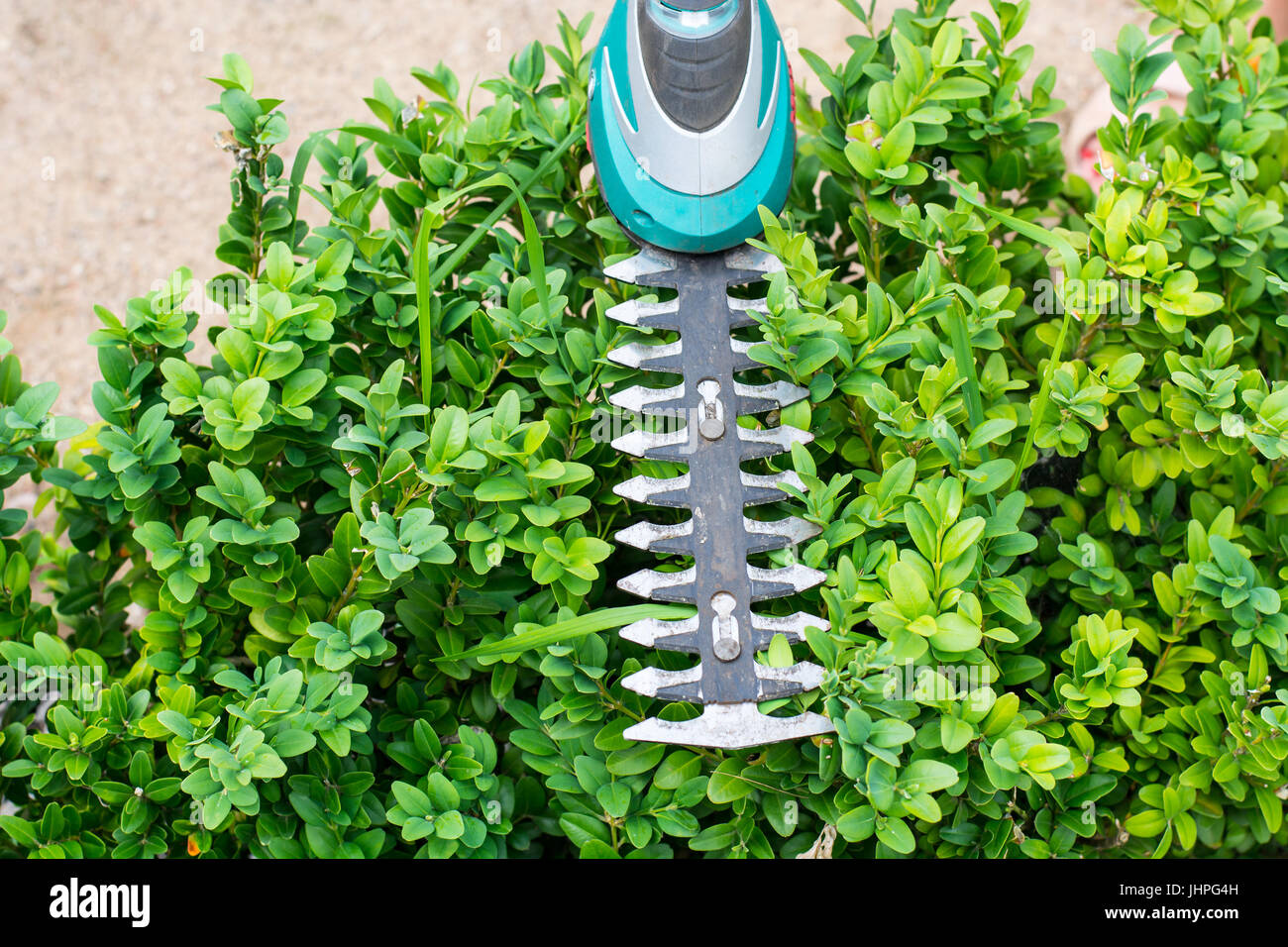Landscape design. Hand with scissors, cutting of bushes. Studio Photo