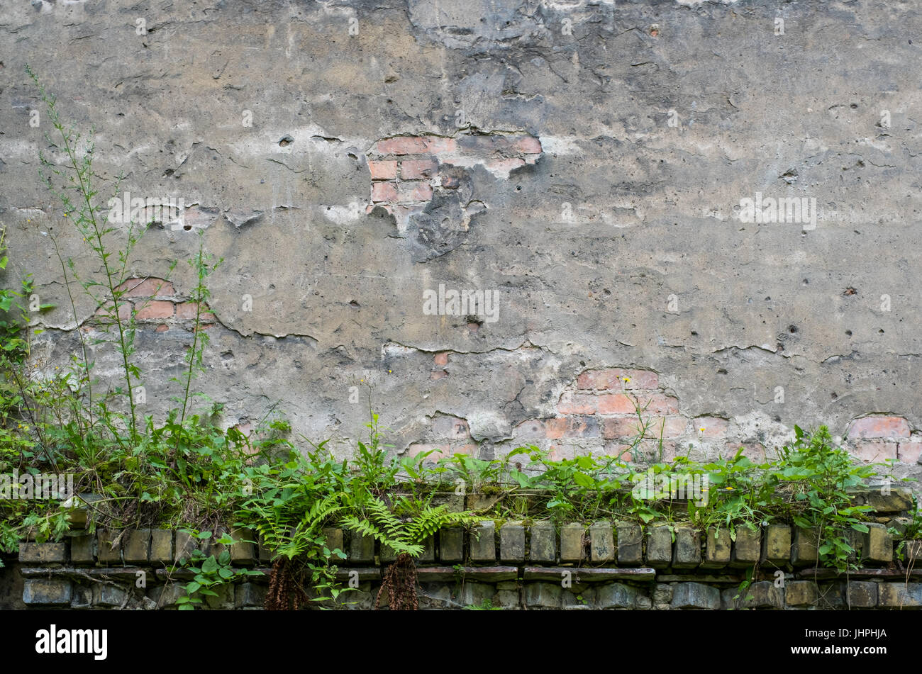 vintage wall background -  peeling plaster and overgrown brick stone wall Stock Photo