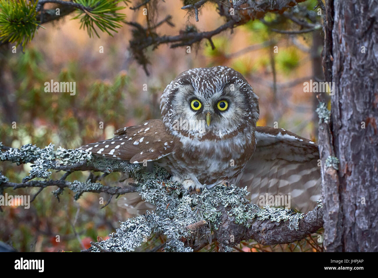 Aggressive owl in attack (nocturnal predator, spawn of devil). Tengmalm's owl (boreal owl