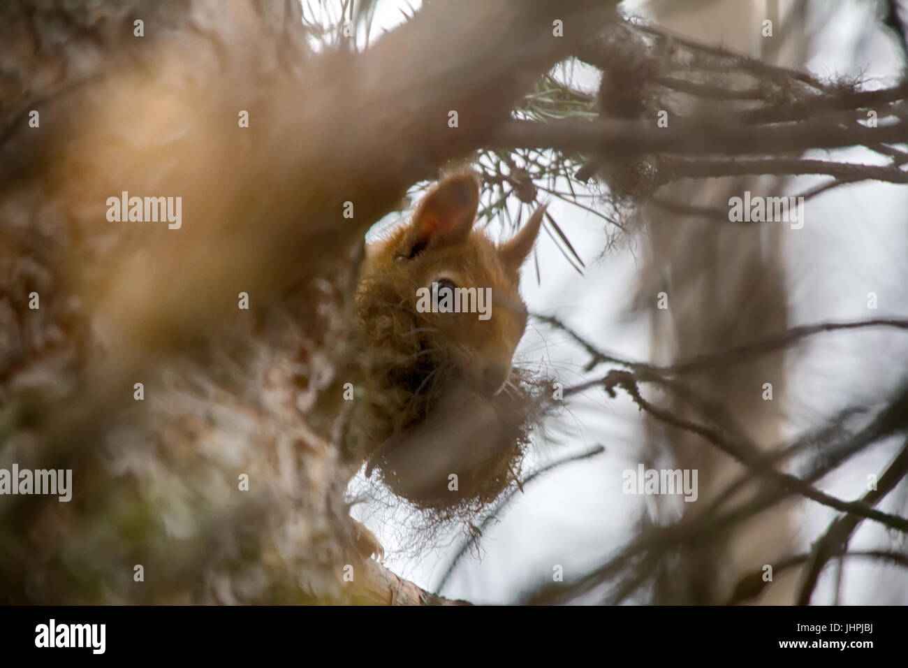 Taiga red squirrel (Sciurus vulgaris) builds drey (nest). Animal mouth