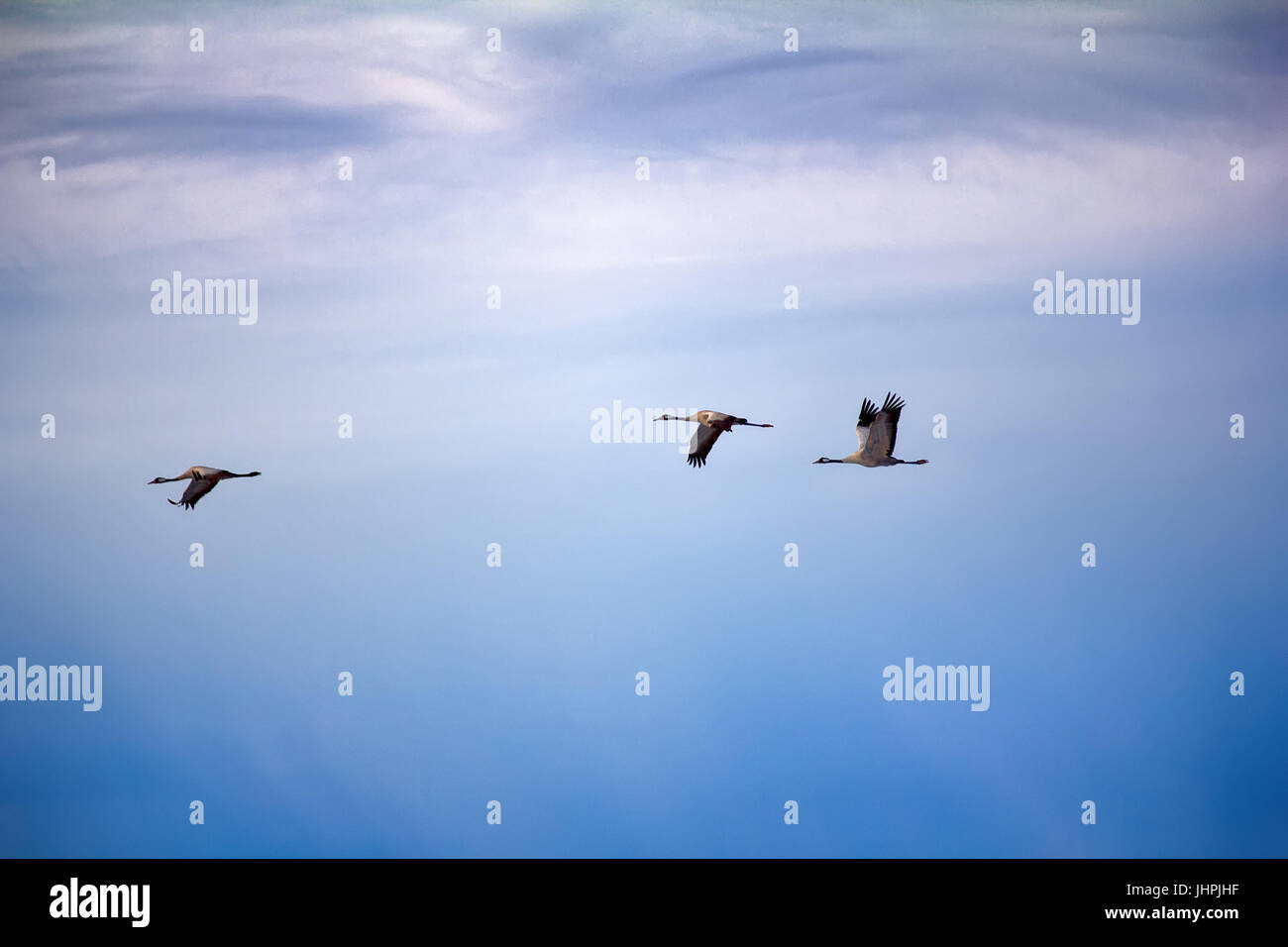 Forestbreeding bean goose (Anser fabalis fabalis) flock (male is