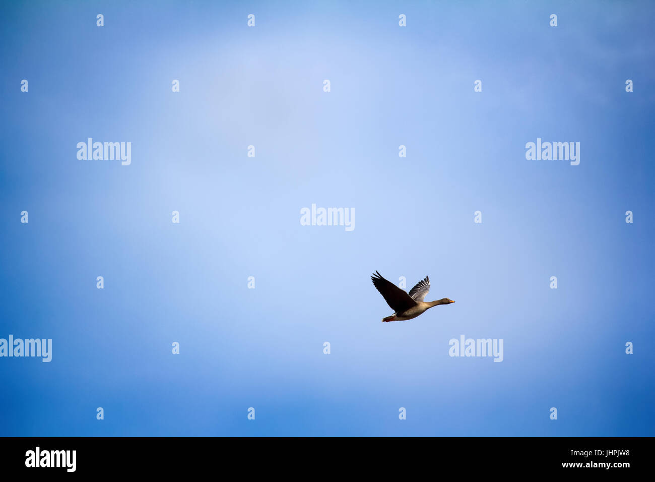 Forestbreeding bean goose (Anser fabalis fabalis) Photos for