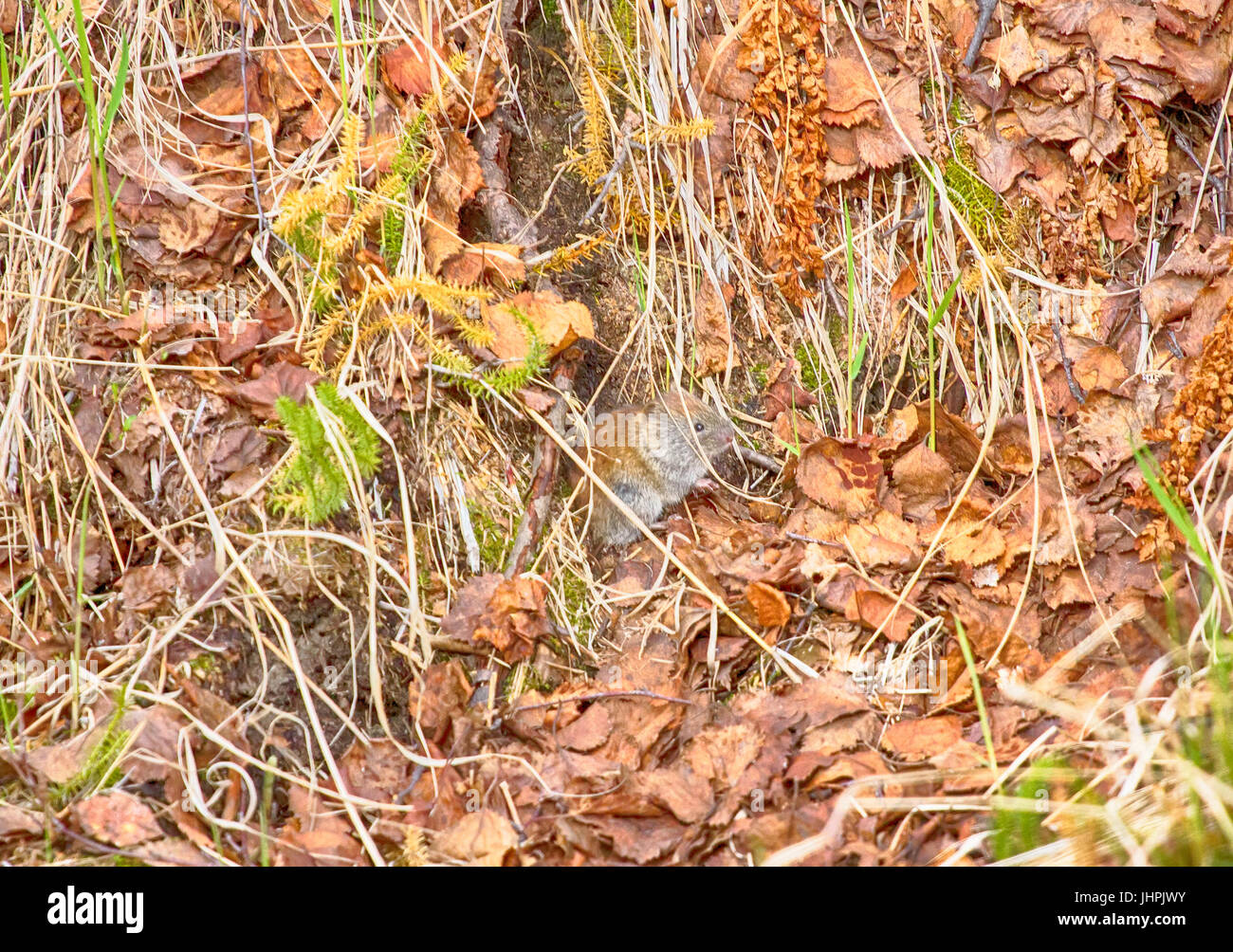 Spring, mouse (large-toothed redback vole, Clethrionomys rufocanus) near the hole, mouse-place Stock Photo