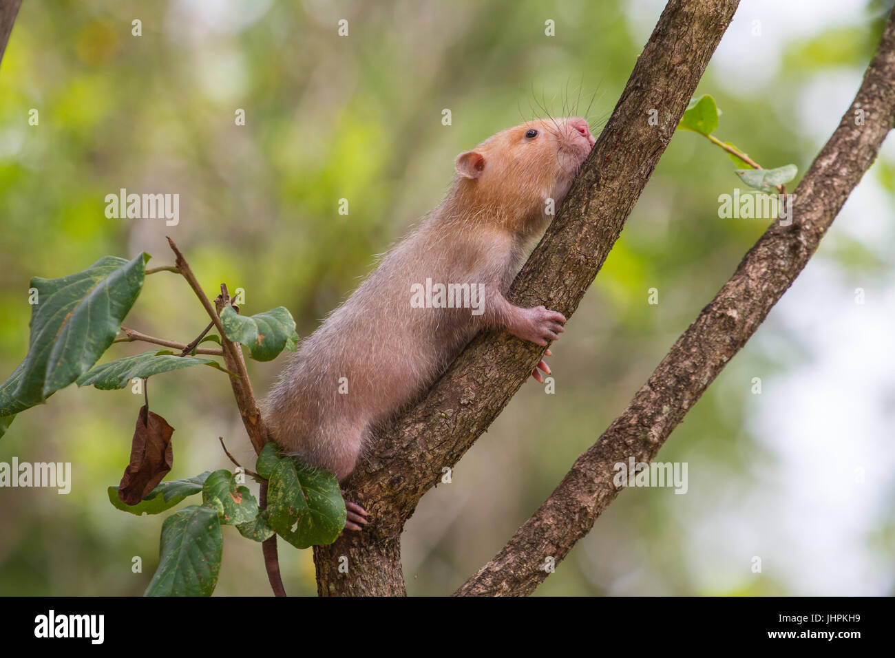 Lesser Bamboo Rat in nature, Thailand (Cannomys badius Stock Photo Alamy
