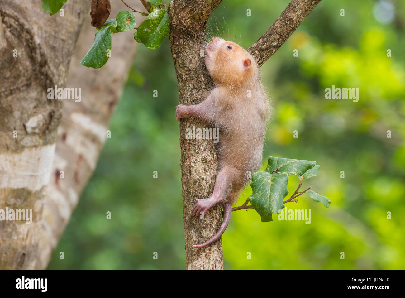 Lesser Bamboo Rat in nature, Thailand (Cannomys badius Stock Photo Alamy