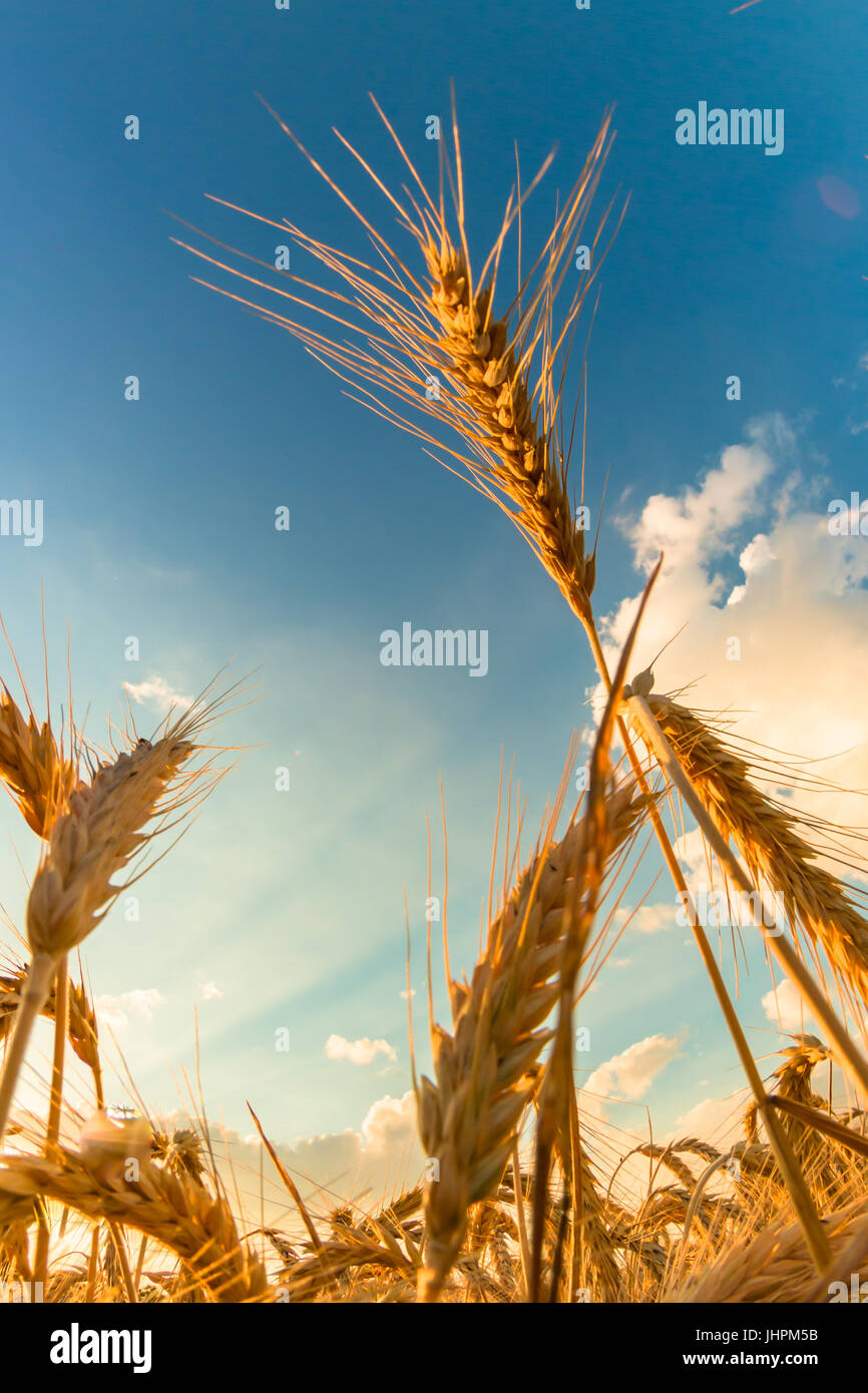 Wheat crop ready for harvest hi-res stock photography and images - Alamy