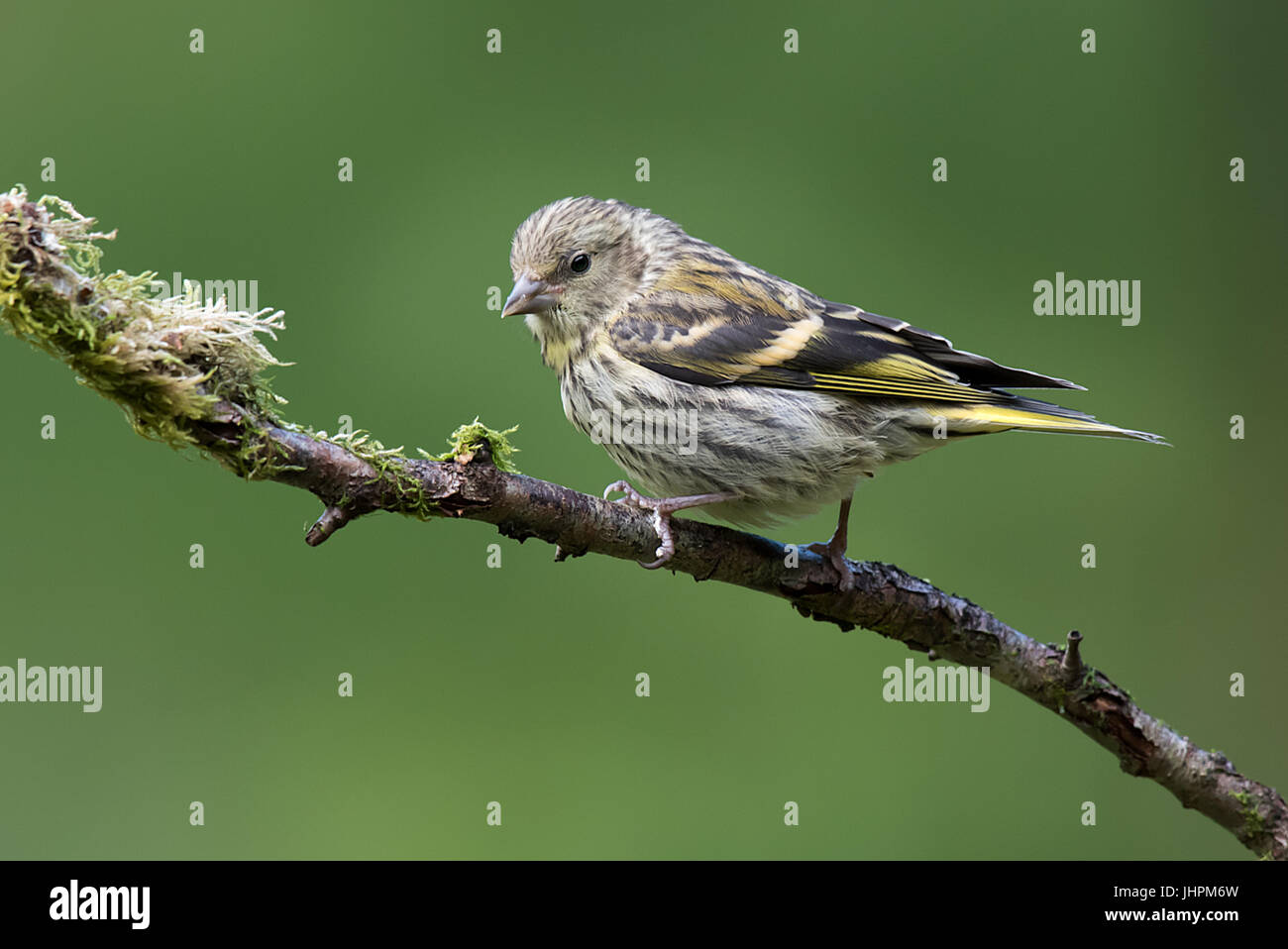 A female siskin sit on a branch looking slightly down to the left Stock Photo