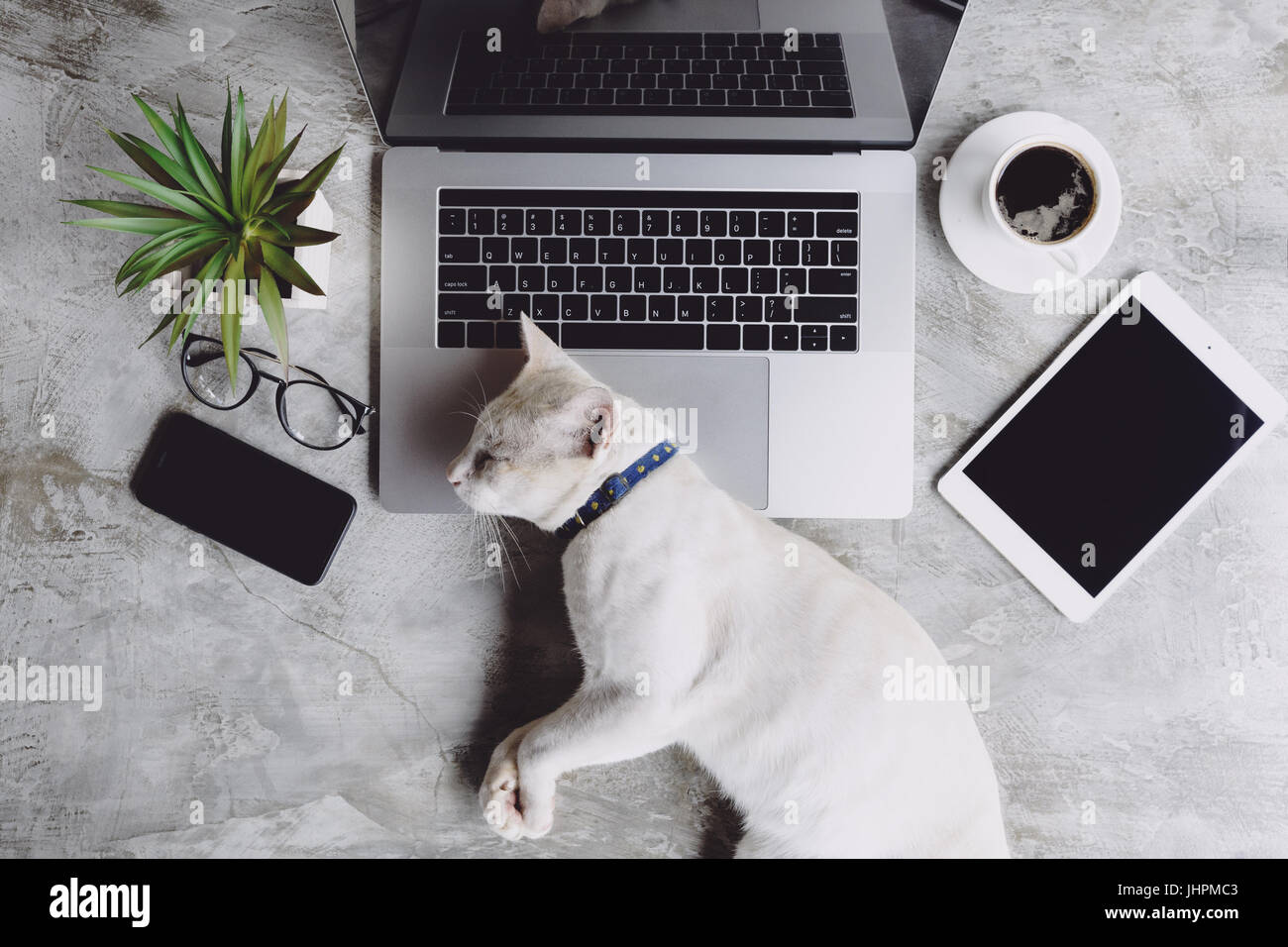 cat pet sleeping on work desk Stock Photo Alamy