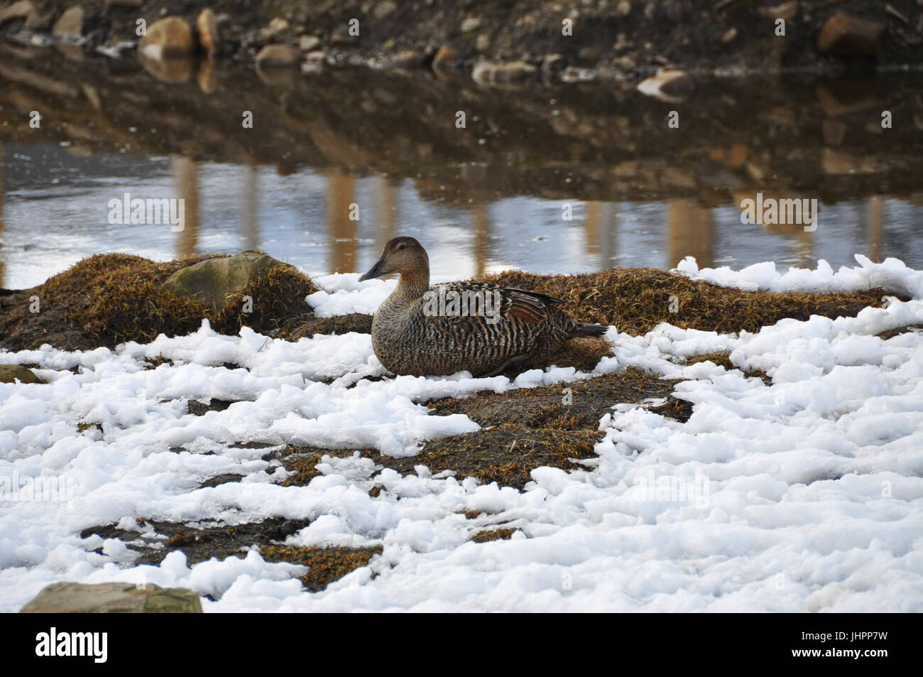 Nesting Mallard Duck in the high Arctic Stock Photo